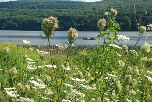 A serene lakeside scene with wildflowers in the foreground and a small boat on the water in the background.