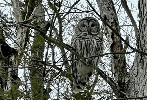 A barred owl perched on a tree branch, surrounded by bare branches and a cloudy sky.