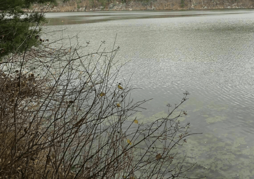 A serene lake scene with calm water, surrounded by bare branches and distant trees.