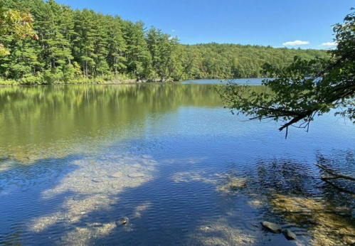 A serene lake surrounded by lush green trees under a clear blue sky, with gentle ripples on the water's surface.