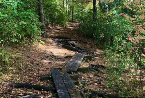 A wooded path with wooden planks crossing over a natural, leaf-covered trail surrounded by greenery.