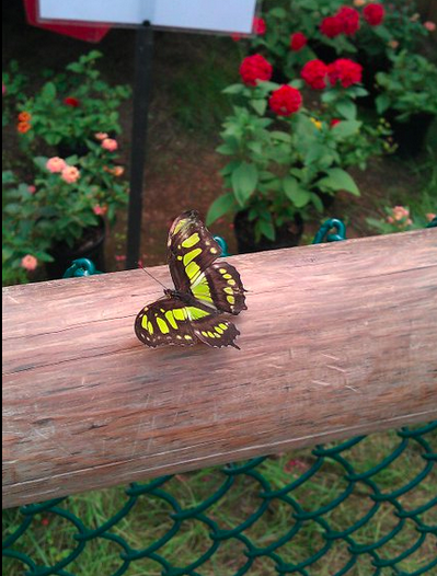 A vibrant green and black butterfly perched on a wooden fence, surrounded by colorful flowers in pots.