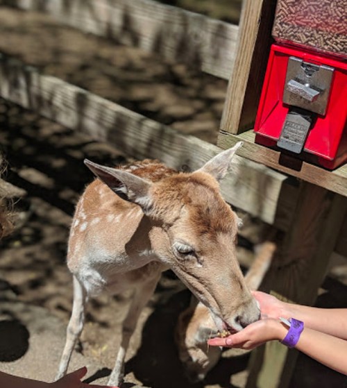 A young deer eating from a person's hand near a red animal feed dispenser.