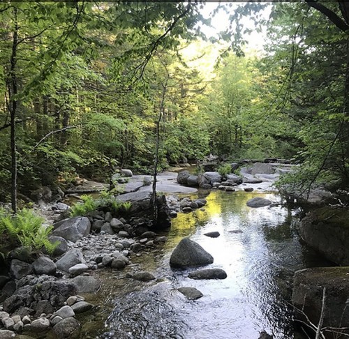A serene river flows through a lush forest, surrounded by rocks and greenery under soft sunlight.