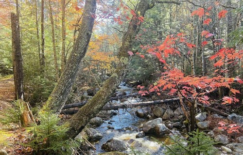 A serene forest scene with a flowing stream, colorful autumn leaves, and moss-covered rocks.