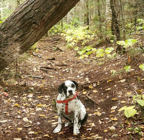 A spotted dog sits on a forest trail surrounded by trees and fallen leaves.