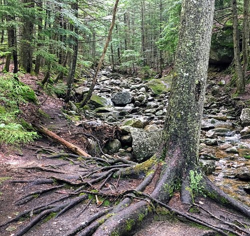A serene forest scene with a rocky stream, moss-covered stones, and tree roots extending into the ground.
