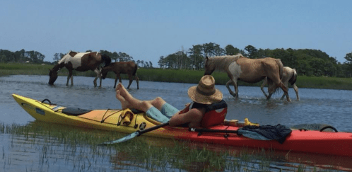 A person relaxes in a kayak while horses graze in shallow water nearby, surrounded by greenery and blue sky.