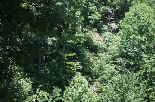 A person zip-lining through a lush green forest, surrounded by dense trees and foliage.