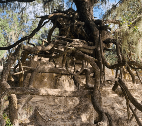 A large tree with sprawling, twisted roots and hanging moss, set against a bright blue sky.