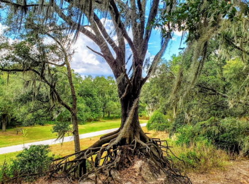 A large tree with Spanish moss drapes over its branches, surrounded by lush greenery and a winding path in the background.