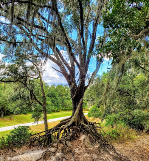 A large tree with Spanish moss drapes over its branches, surrounded by lush greenery and a winding path in the background.