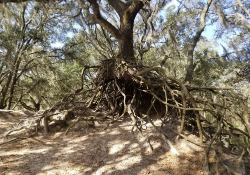 A large tree with exposed roots, surrounded by greenery and dappled sunlight filtering through the leaves.