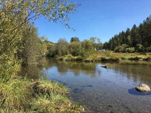 A serene river scene with clear water, lush greenery, and trees under a bright blue sky.