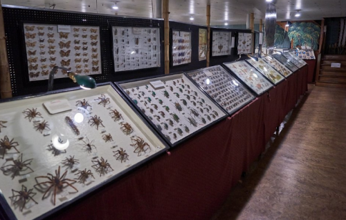 A display of various insects and spiders in glass cases at a museum, with educational posters on the walls.
