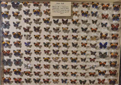 A display tray featuring various butterfly specimens, showcasing diverse colors and patterns, labeled for identification.