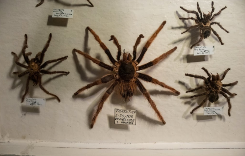 Five mounted tarantulas displayed on a wall, labeled with names and dates.