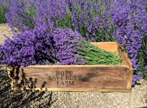 A wooden crate labeled "Hope Lavender Farm" filled with fresh lavender, surrounded by blooming lavender plants.
