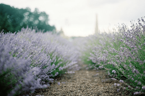 A pathway lined with blooming lavender plants, creating a serene and fragrant atmosphere.