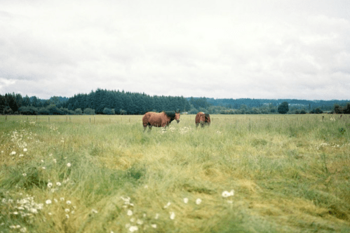 Two horses grazing in a lush green field with wildflowers, surrounded by trees under a cloudy sky.