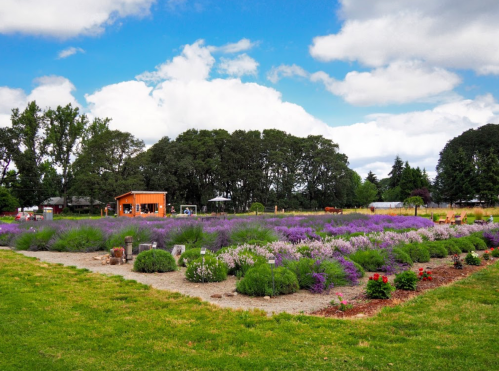 A vibrant garden filled with purple flowers, green shrubs, and a wooden shed under a partly cloudy sky.