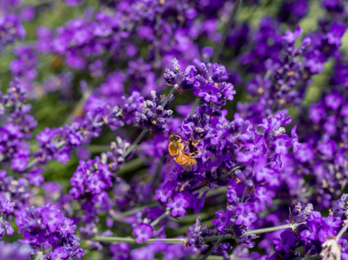 A close-up of a bee collecting nectar from vibrant purple lavender flowers.