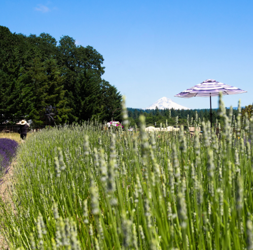 A lavender field with a distant mountain and a striped umbrella, under a clear blue sky.