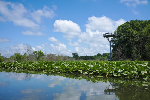 A serene landscape featuring a calm water body with lily pads, surrounded by trees and a viewing tower in the distance.