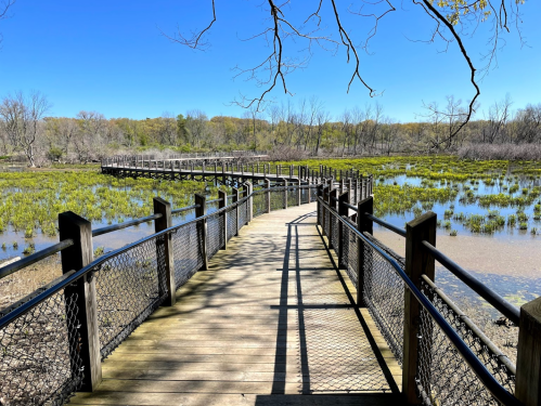 A wooden boardwalk winds through a wetland area, surrounded by trees and blue sky.
