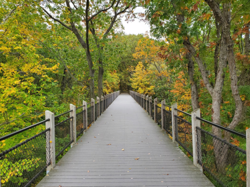 A wooden walkway surrounded by vibrant autumn trees, leading into a lush green forest.