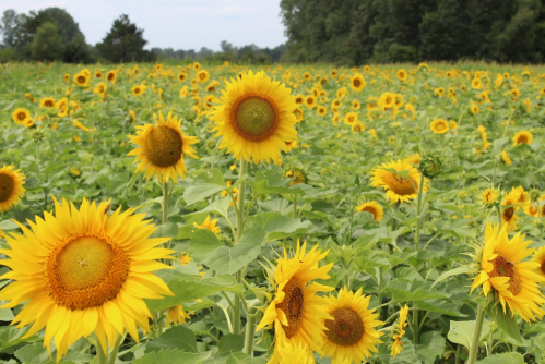 A vibrant field of sunflowers in full bloom, stretching towards the horizon under a clear blue sky.