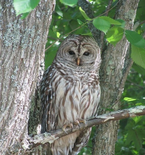 A barred owl perched on a tree branch, surrounded by green leaves and textured bark.