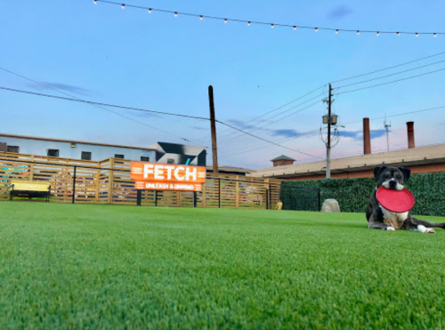 A dog sits on green grass holding a red frisbee, with a sign for "FETCH" in the background at dusk.