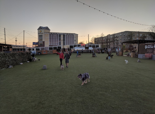 A dog park at sunset with people walking dogs on green grass, surrounded by buildings and string lights.