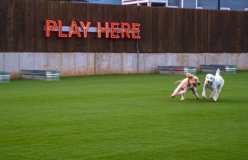 Two dogs run across a green field, chasing a ball, with a neon "PLAY HERE" sign in the background.