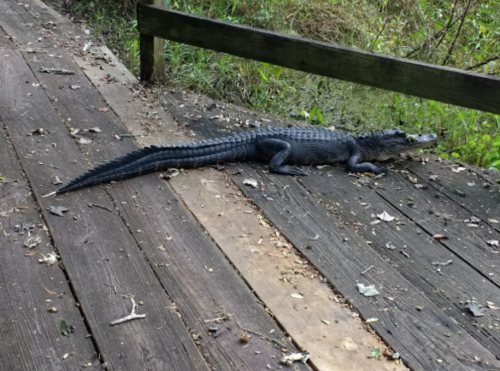 An alligator resting on a wooden boardwalk surrounded by greenery.