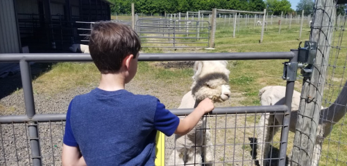 A child reaches through a fence to pet an alpaca on a sunny day at a farm.