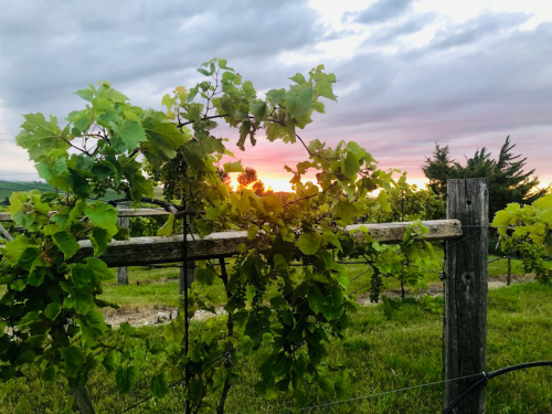 Vineyard at sunset, with lush green grapevines and a colorful sky in the background.