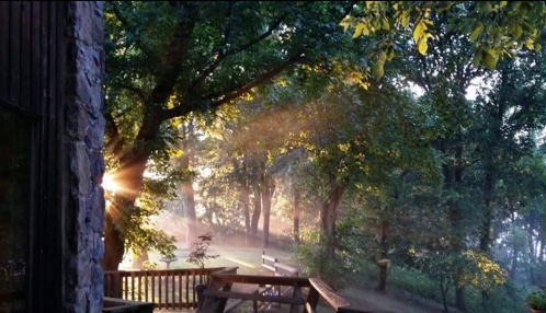 Sunlight streams through trees, creating a serene, misty atmosphere in a wooded area.