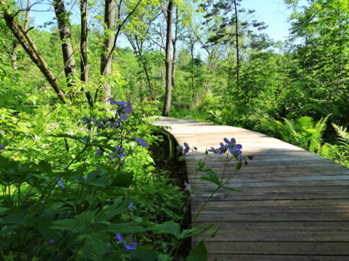 A wooden path winds through a lush green forest, surrounded by vibrant plants and flowers under a clear blue sky.
