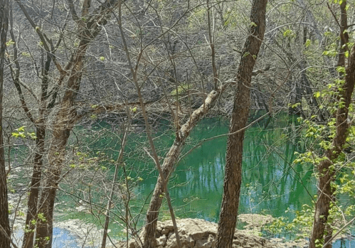 A serene, green-tinted lake surrounded by bare trees and budding foliage in a tranquil natural setting.