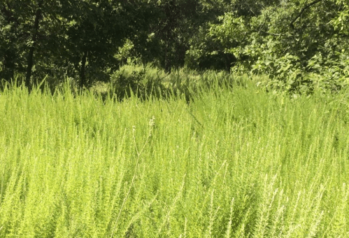 Lush green vegetation fills the scene, with tall grasses and shrubs under a canopy of trees.