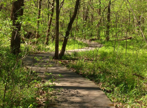 A winding wooden path through a lush green forest, surrounded by trees and foliage.
