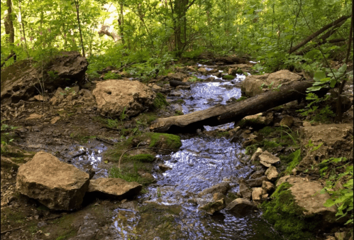A serene forest scene featuring a small stream flowing over rocks and surrounded by lush greenery.