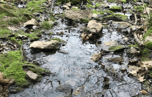 A shallow stream flows over rocks and moss, surrounded by fallen leaves and greenery.