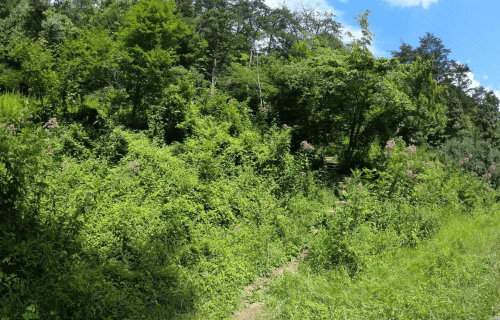 Lush green foliage and trees line a winding path in a vibrant, sunlit forest.