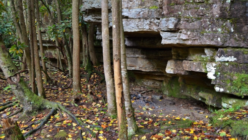 Rocky cliffside partially covered by trees and foliage, with fallen leaves scattered on the forest floor.
