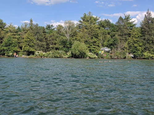 A serene lake scene with lush greenery and a group of geese swimming near the shore under a clear blue sky.