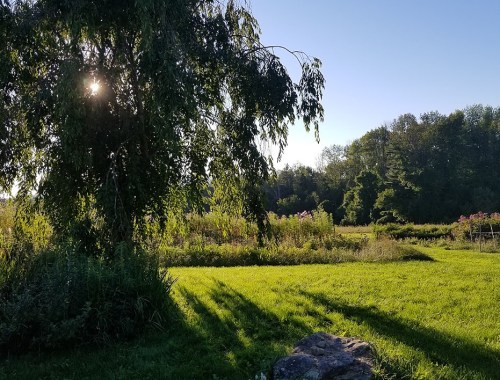 A sunlit landscape featuring a large tree, green grass, and a field of wildflowers under a clear blue sky.