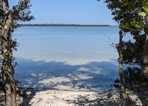 A serene view of calm water framed by trees, with a clear blue sky above and mangroves in the distance.